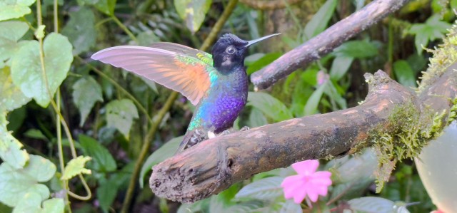 Visit Mindo Cloud Forest and Birding Tour in Mindo Cloud Forest, Ecuador