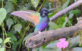 Mindo Cloud Forest and Birding Tour