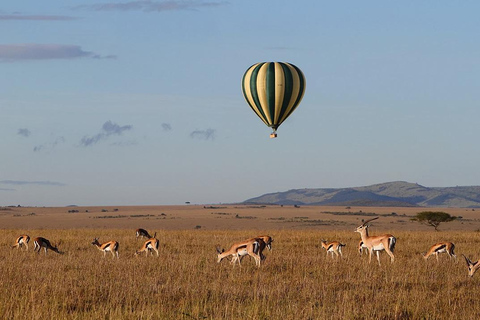 Um safári compartilhado de três dias para o Masai Mara saindo de Nairóbi.Um safári compartilhado de três dias para Masai Mara saindo de Nairobi.