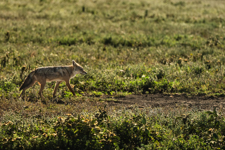 From Zanzibar: 2-Day Serengeti Park Safari Tour with Flights