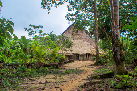 Experiencia completa en la selva