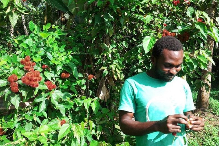 桑给巴尔：乔扎尼森林与香料农场之旅，含茶饮及接送服务桑给巴尔：乔扎尼森林与香料农场游，含茶饮及接送服务