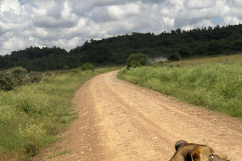 Nairobi: National Park Half-Day Safari with Hotel Pick-Up