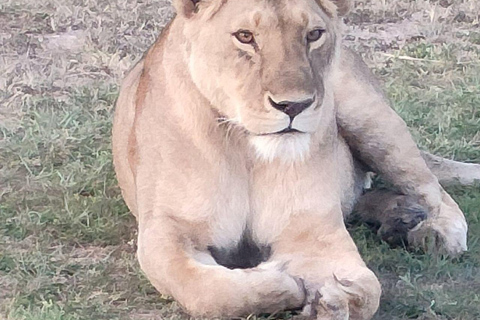 Nairobi: 3-Day epic trip to Maasai Mara Reserve with meals 3 days, 2 nights private safari to Mara in a tourist VAN