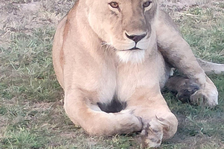 Nairobi: 3-Day epic trip to Maasai Mara Reserve with meals 3 days, 2 nights private safari to Mara in a tourist VAN