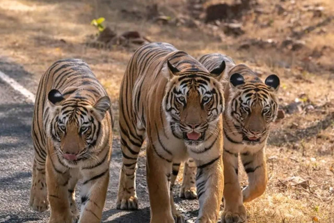 From Ranthambore: Official Tiger Safari in Canter With Guide Tiger Safari for - Indian Citizen Only