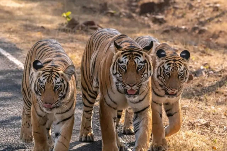 Depuis Ranthambore : Safari officiel des tigres en voiture avec guideSafari tigre pour - Citoyen indien uniquement