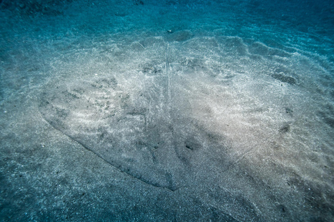 Madeira: Full-Day Dive Pack