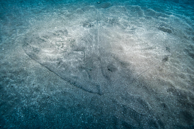 Madeira: Full-Day Dive Pack