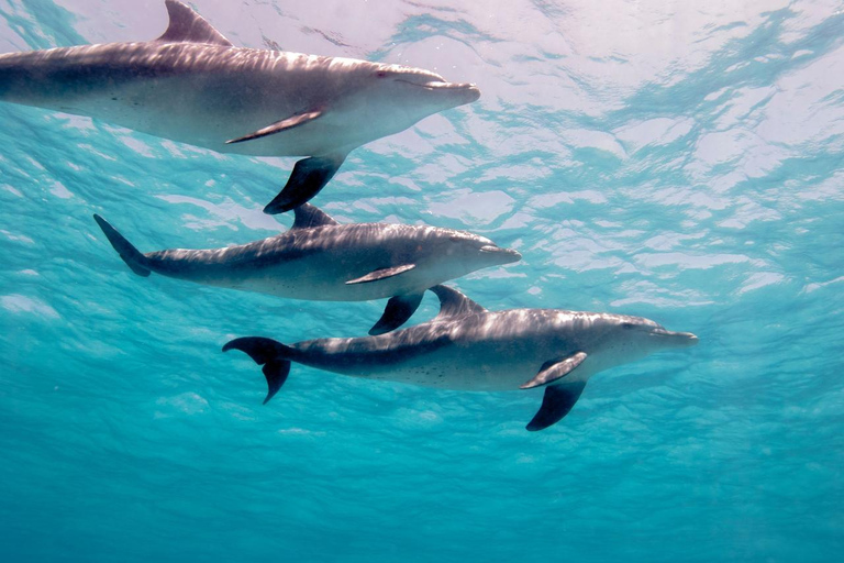 Marsa Alam: Dolphin House Adventure at Shaab Samadai Reef