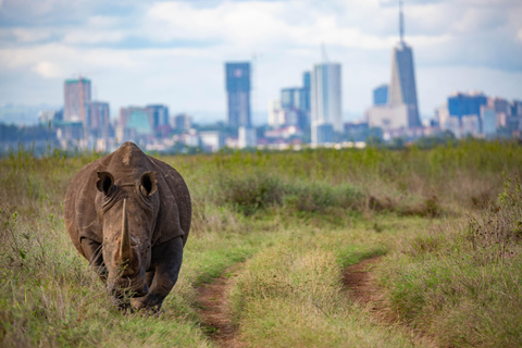 Nairobi: National Park Guided Game Drive Nairobi National Park Private Game Drive