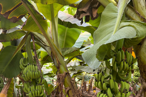 Salalah Highlights Tour: Heritage Sites, Markets &amp; Beach