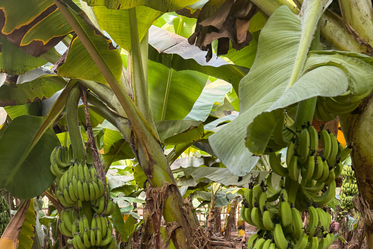 Salalah Highlights Tour: Heritage Sites, Markets &amp; Beach