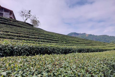 Chiang Rai: Mountains Discovery Doi Mae Salong & Doi Tung Mountains Discovery:Doi Mae Salong & Doi Tung (Private Tour)