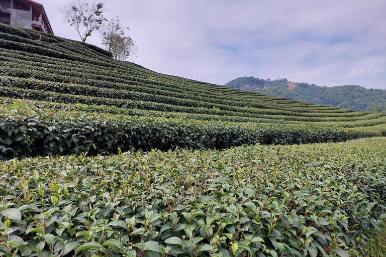 Chiang Rai: Mountains Discovery Doi Mae Salong & Doi Tung Mountains Discovery:Doi Mae Salong & Doi Tung (Private Tour)