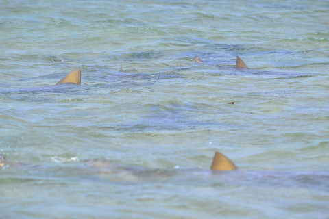 Santa Maria: Wycieczka do Słonego Jeziora, Błękitnego Oka i Zatoki Rekinów