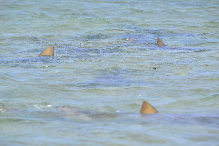 Santa Maria: Wycieczka do Słonego Jeziora, Błękitnego Oka i Zatoki Rekinów