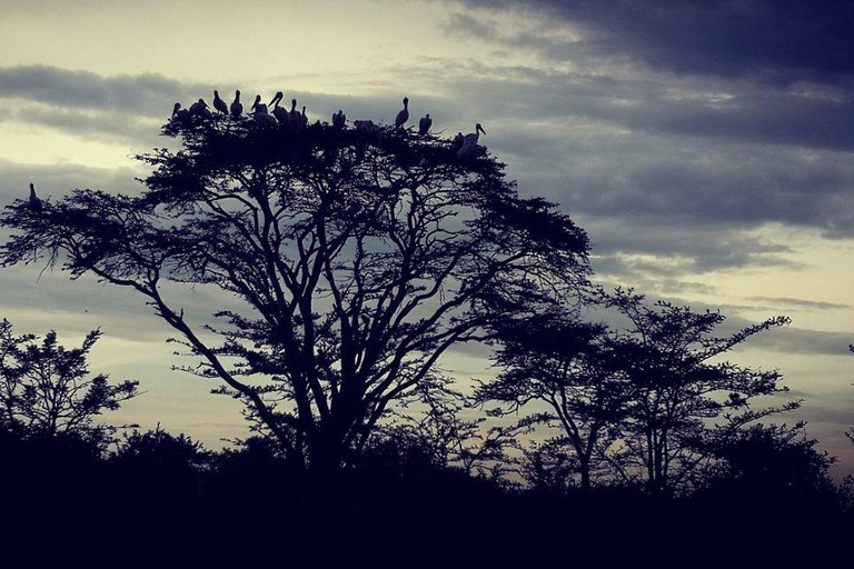 Nairobi: 3-Day honeymoon safari to Amboseli National Park Overnight Private to Amboseli National Park