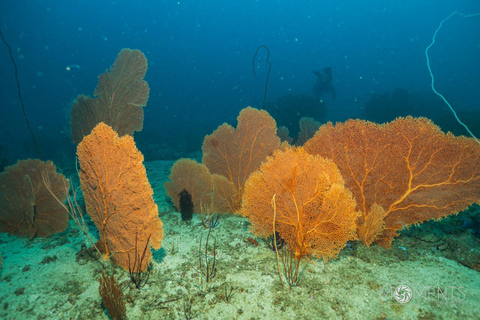 Colombo: Shipwreck Diving Experience within the city