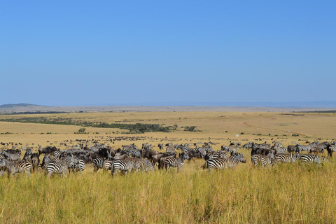 Safari de 4 días en el Parque Nacional de Masaai Mara y Lago Nakuru