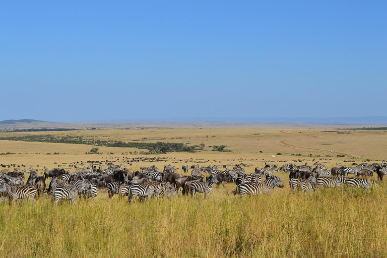 Safári de 4 dias no Parque Nacional Masaai Mara e Lake Nakuru