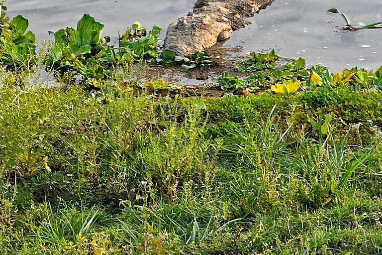 Chitwan: CANOEING & BIRDWATCHING & JEEP SAFARI