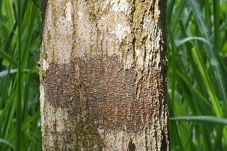 Santuario de My Son y Senderismo de Montaña - PeregrinaciónMi hijo Santuario Viaje de madrugada