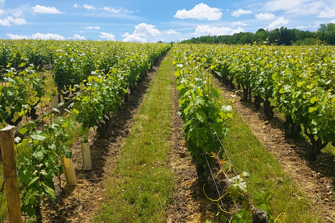 Desde Amboise: Villandry, Azay-le-Rideau y Bodegas