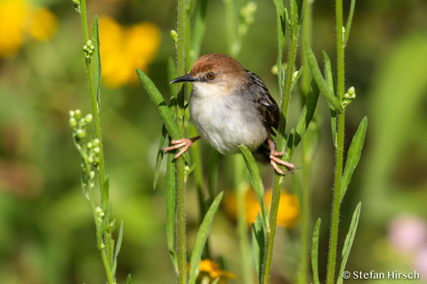 Kigali: Birdwatching Tour with Lunch and Transfers