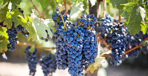 Discover the Taste of Crete: Guided Winery Tour and Tastings.