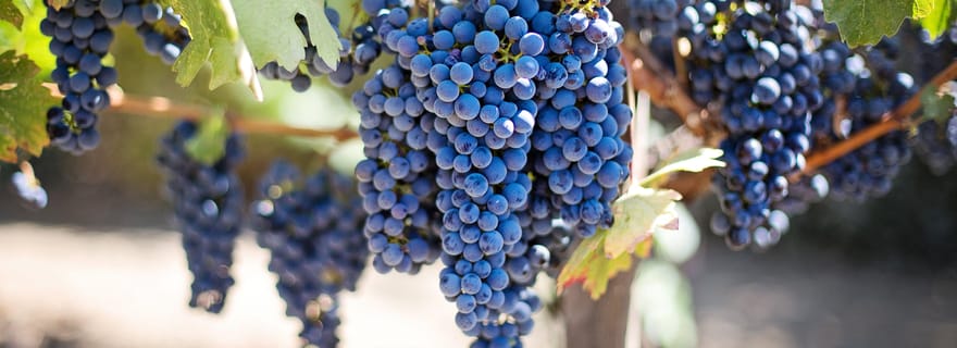 Découvrez les saveurs de la Crète : visite guidée des vignobles et dégustations