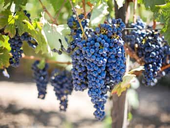 Descubre el sabor de Creta: tour guiado por bodegas y catas