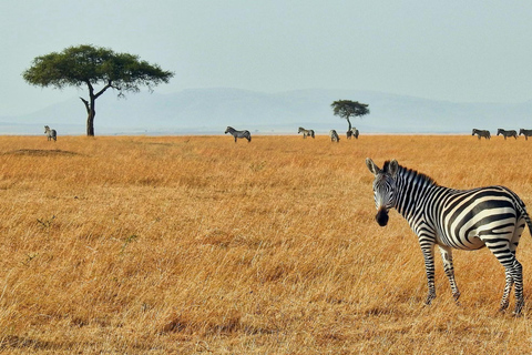 2 dagen 1 nacht Tsavo East safari vanuit Diani/Mombasa