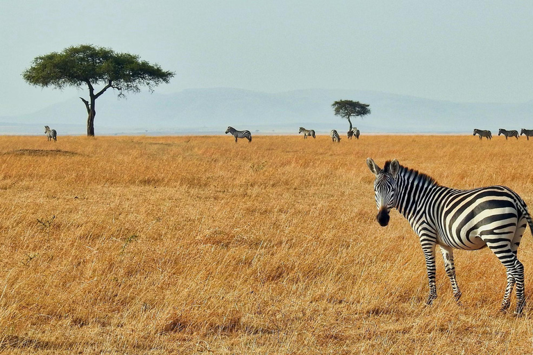 Safari de 2 días por Tsavo Este y Saltlick desde Diani/Mombasa