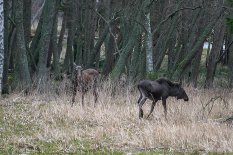 Safari nella natura con cena al fuoco da Helsinki