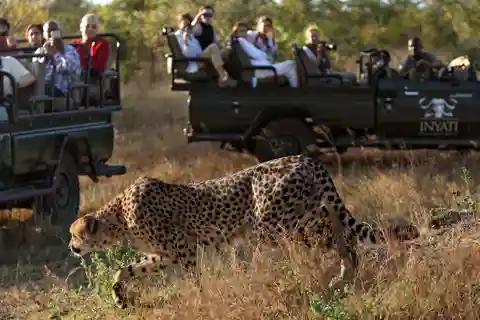 Privat heldagssafari i Kruger från Hazyview