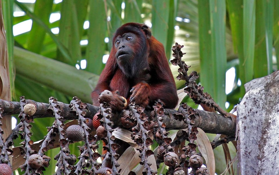 4 Days Manu Rainforest Tour | GetYourGuide
