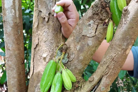Zanzibar: Spice Farm, Stone Town or Jozani Forest with lunch Spice Farm Experience with lunch – (No Transport)