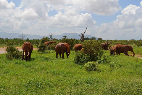 Kilimanjaro Special - (Tsavo West, Amboseli en Tsavo East)