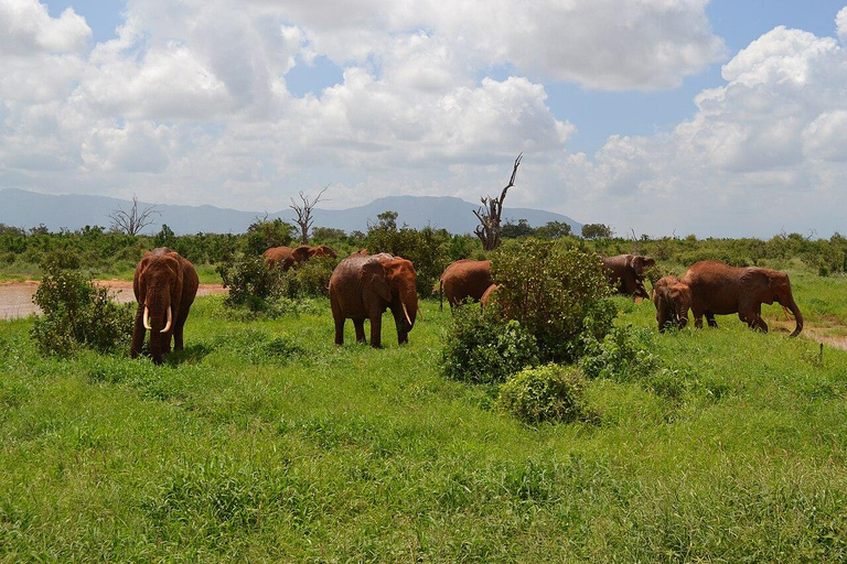 Kilimanjaro Special - (Tsavo West, Amboseli en Tsavo East)