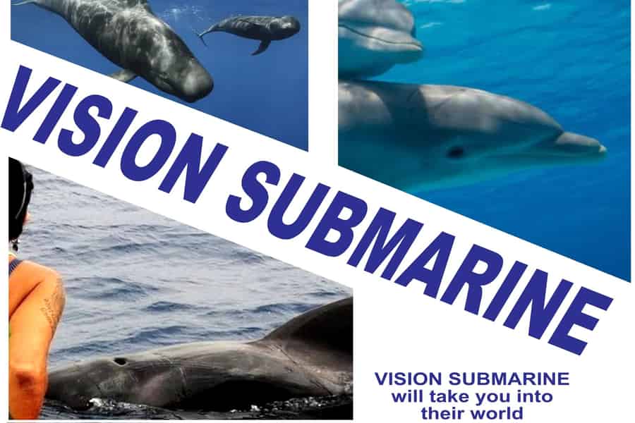 Teneriffa: Wir sind die Besten bei respektvoller Wal- und Delfinbeobachtung ohne Jagen. Foto: GetYourGuide Teneriffa: Wir sind die Besten bei respektvoller Wal- und Delfinbeobachtung ohne Jagen. Foto: GetYourGuide