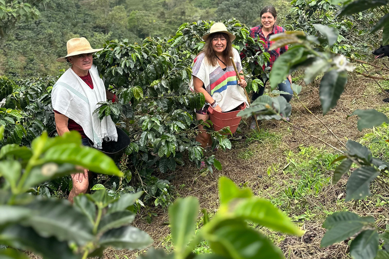 From Medellín: Coffee Farm Hiking & Exotic Fruit Marketplace