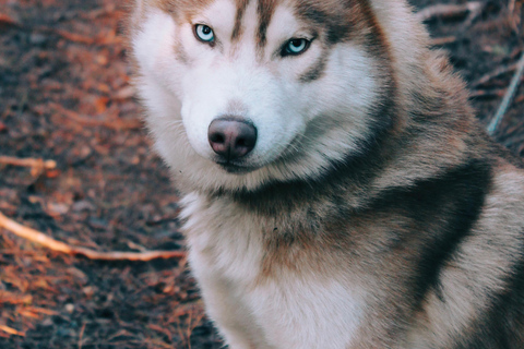 Kittilä / Levi: Husky Farm Guided Tour