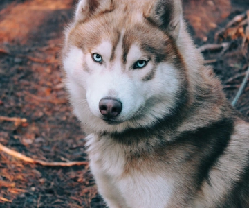 Kittilä / Levi: Husky Farm Guided Tour
