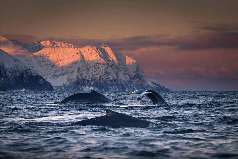 Tromsø: Responsible Whale Watching Cruise Aboard MS Alba