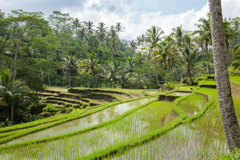 Ella: Rice Terrace Walk with Traditional Meal and Beer