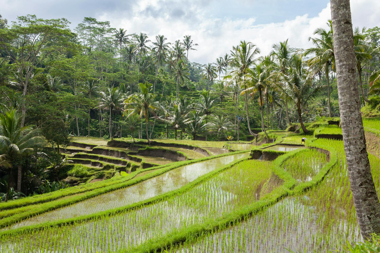 Ella: Rice Terrace Walk with Traditional Meal and Beer