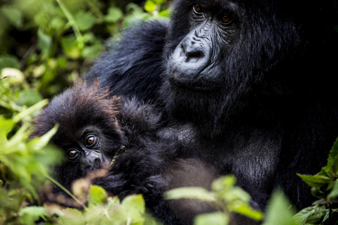 Rwanda Gorilla vandring SAfaris