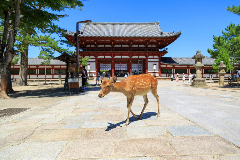 Nara: Enjoy the Highlights of Nara in 3 Hours