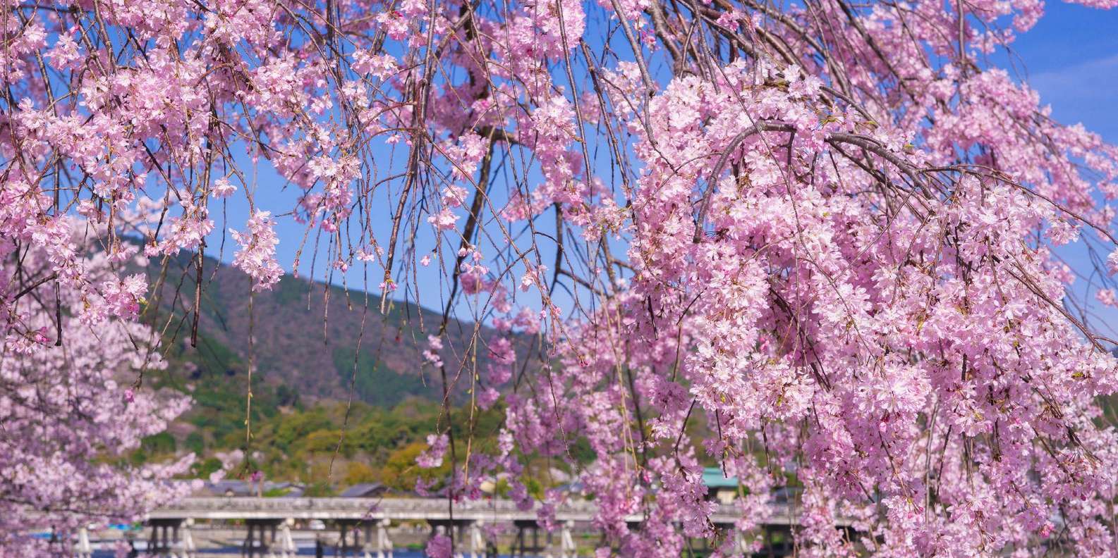 Kyoto experience — temples, geisha, bamboo grove — image 12